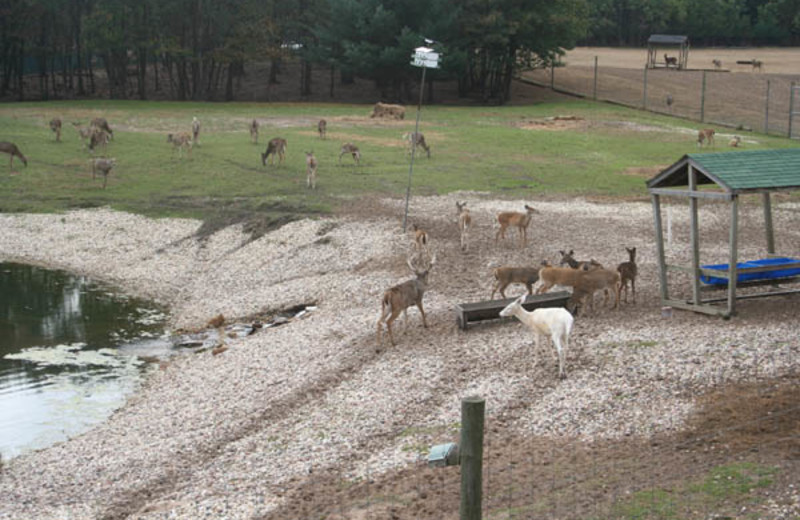 Deer at Deer Haven Acres.