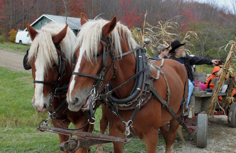 Horse ride at The Woods At Bear Creek Glamping Resort.