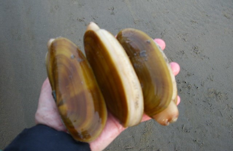 Razor Clamming at Oceanfront Getaways.