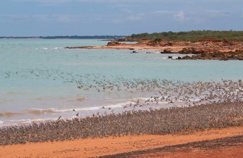 Migration at Broome Bird Observatory.