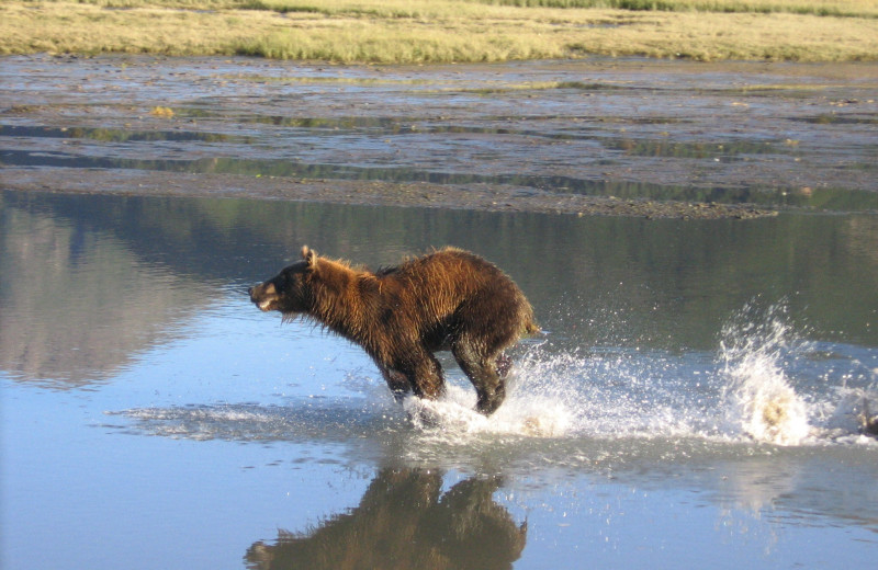 Bear running at Great Alaska Adventure Lodge.