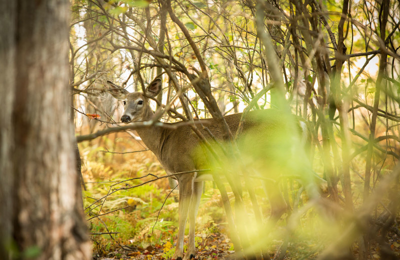 Deer at Woodloch Resort.