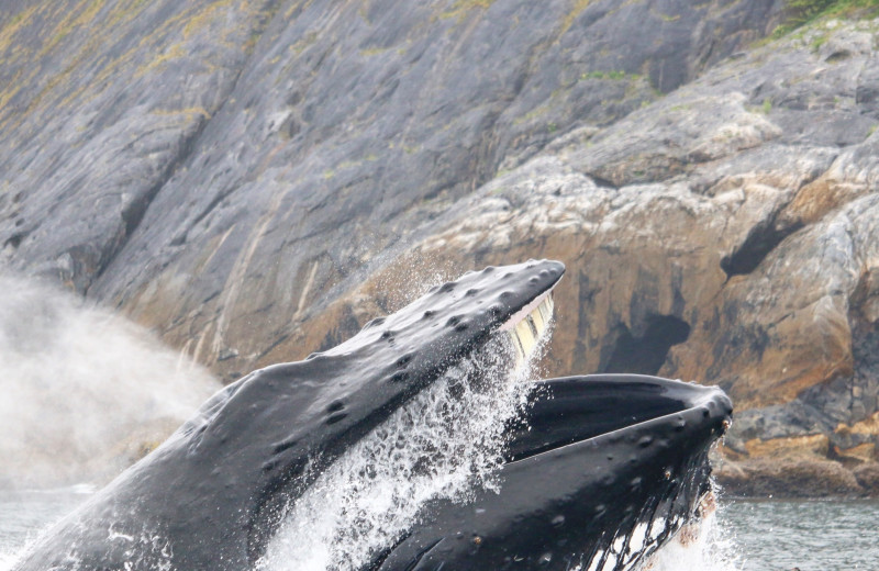 Whale watching The Fireweed Lodge.