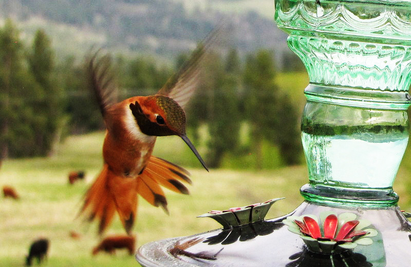 Hummingbird at Gentry River Ranch.