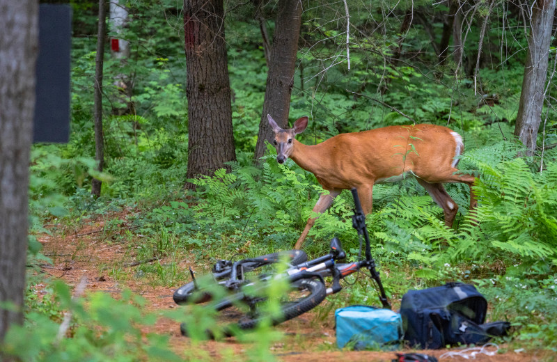 Biking at Taboo Muskoka.