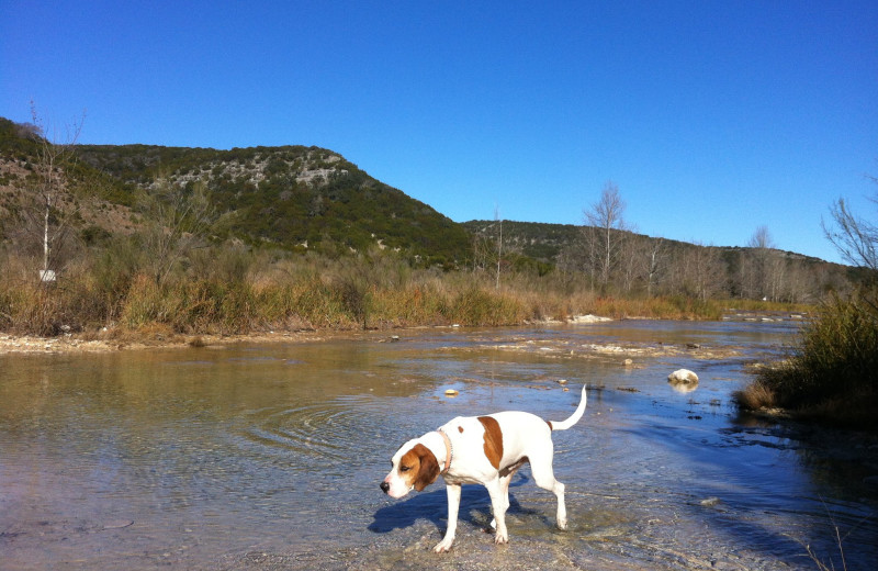 Pets welcome at Foxfire Cabins.