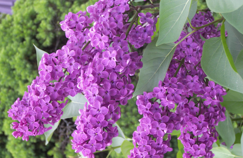 Flowers at Cedar Crest Inn.