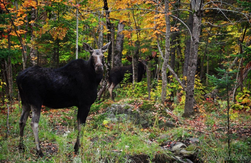 Moose at Grant's Camps.