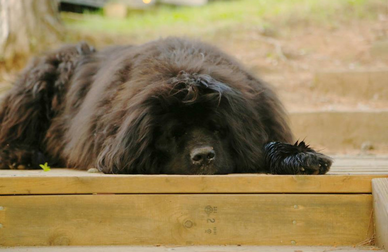 Pets welcome at Timber Bay Lodge & Houseboats.