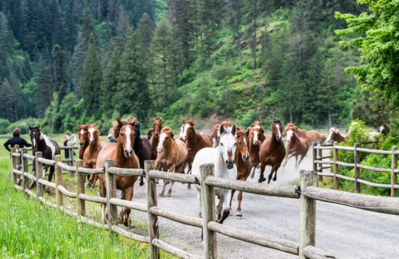 Horses at Red Horse Mountain Ranch.