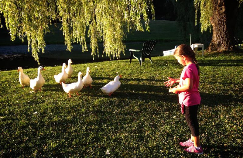 Feeding ducks at Baumann's Brookside Summer Resort.