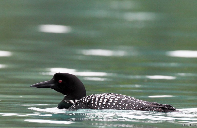 Loon at Soldotna B&B Lodge and Alaska Fishing Charters.