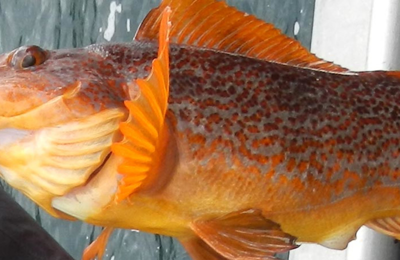 Fishing at Zachar Bay Lodge.