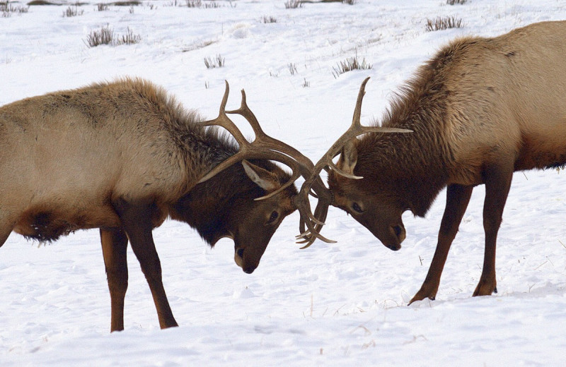 Elk at Wyoming Inn of Jackson Hole.