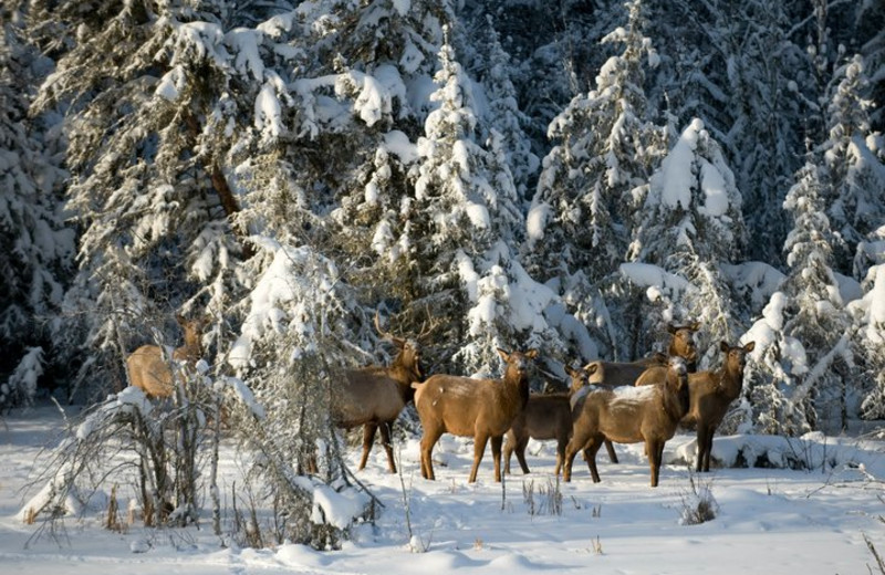 Wild life at Elk Ridge Resort.