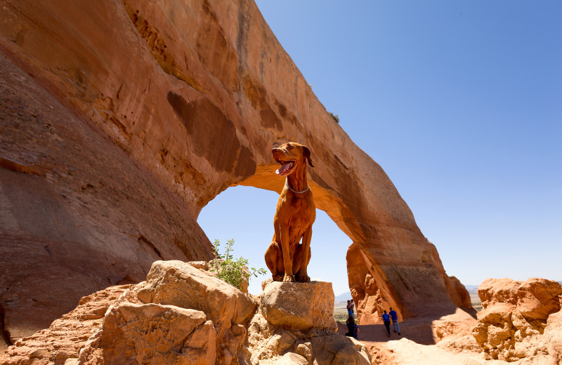 Pets welcome at Big Horn Lodge.