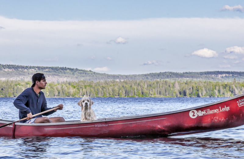 Pets welcome at Killarney Lodge.