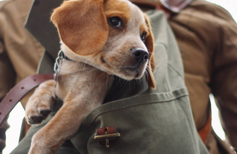 Pets welcome at Made INN Vermont B&B.