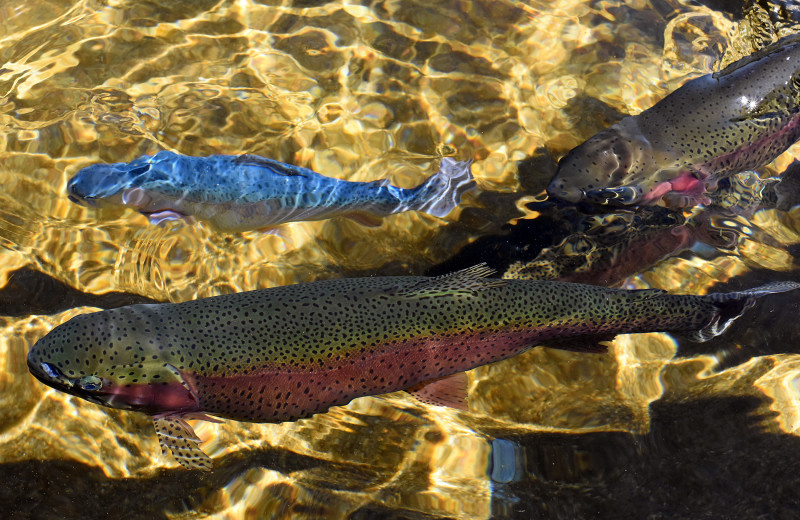 Fishing at Black Wolf Lodging.