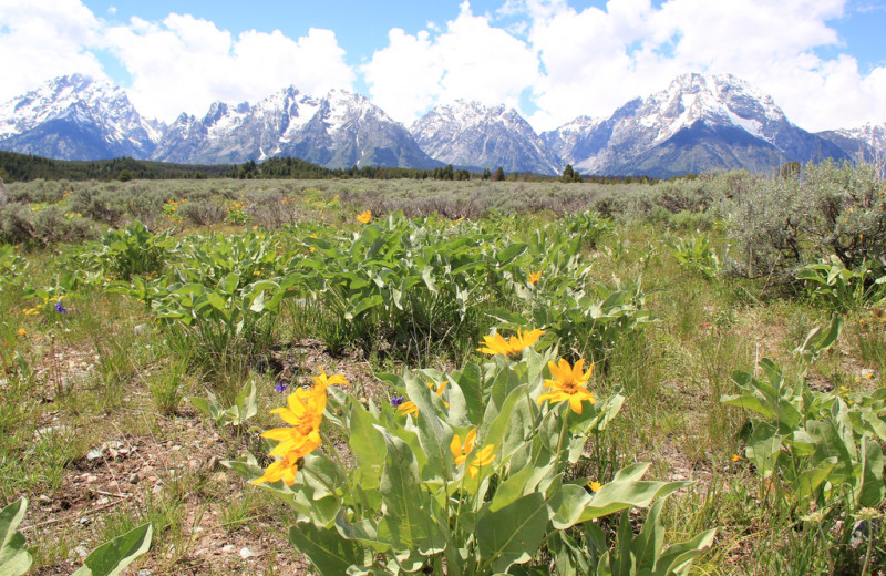 Mountains at Wyoming Inn of Jackson Hole.