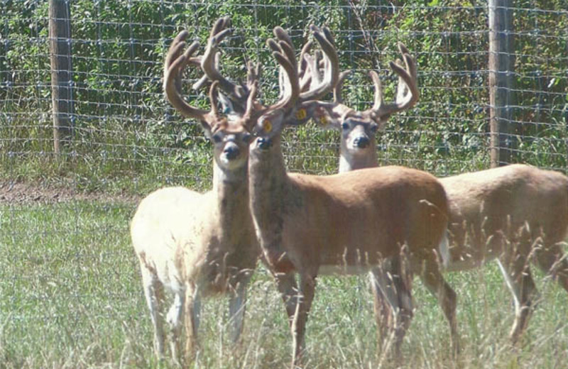 Deer at Deer Haven Acres.