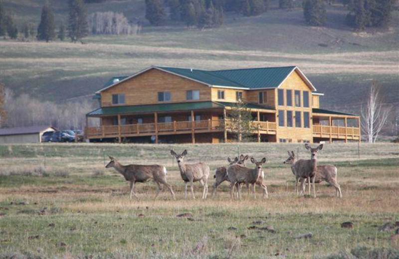 Wildlife at Montana High Country Lodge.