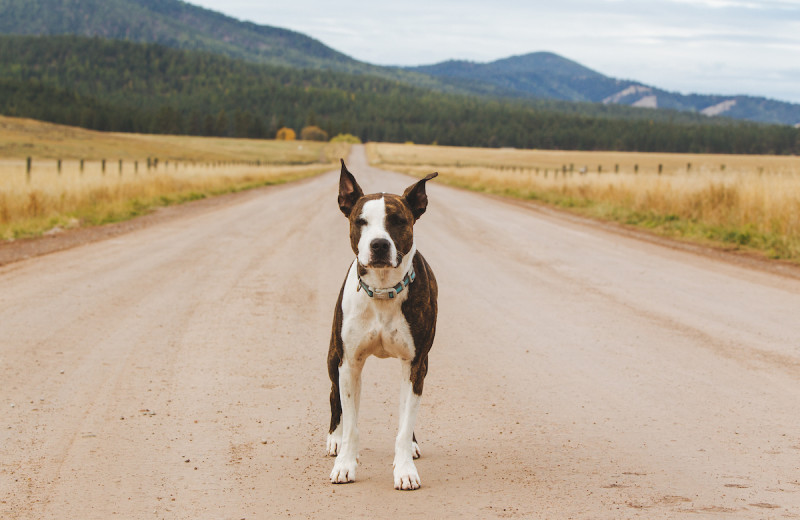 Pets welcome at The Resort at Paws Up.