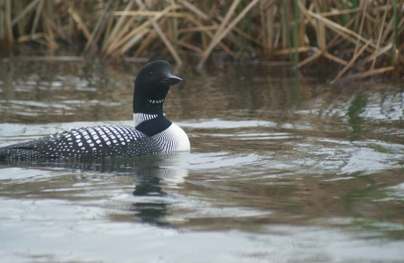 Loons at Northern Lights Resort.