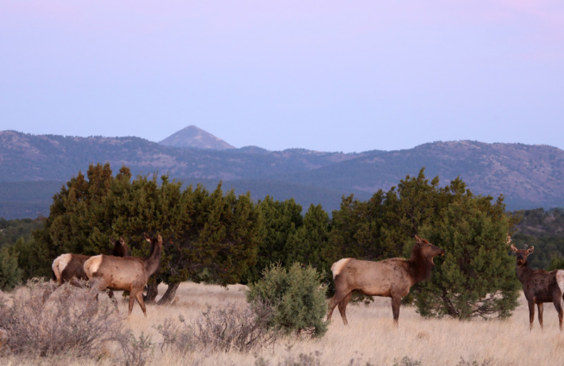 Wildlife at Hummingbird Cabins.