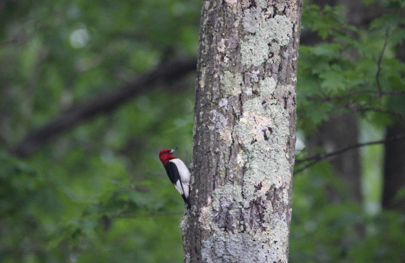 Woodpecker at Delta Lodge.