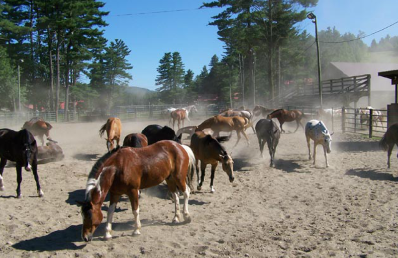 Horses at Ridin-Hy Ranch Resort.