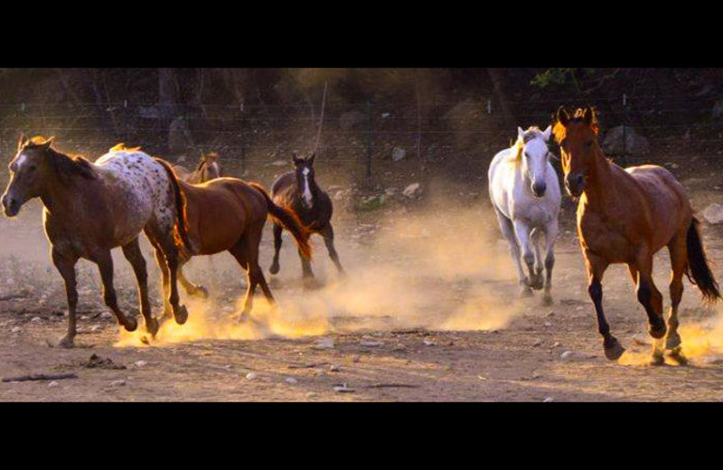 Horses running at Flying L Hill Country Resort & Conference Center.