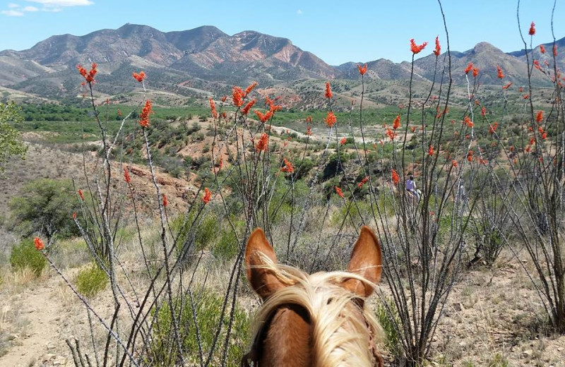 Horseback riding at Circle Z Ranch.