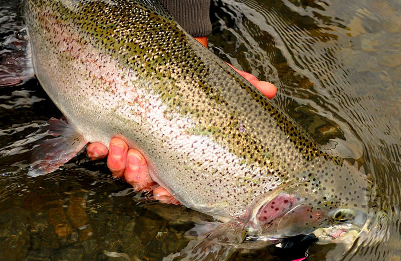 Fishing at Kenai River Drifters Lodge.