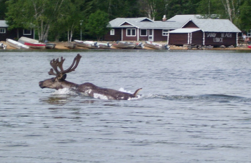 Moose swimming at Sandy Beach Lodge.