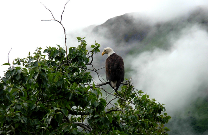 Eagle at Kodiak Treks.