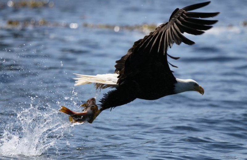 Eagle catching fish at Shearwater Resort & Marina.