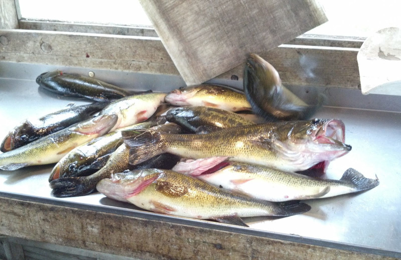 Fish caught at Twin Oaks Resort & RV Park.