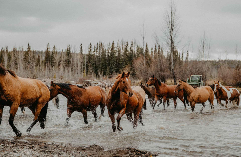 Horses at Big Creek Lodge.