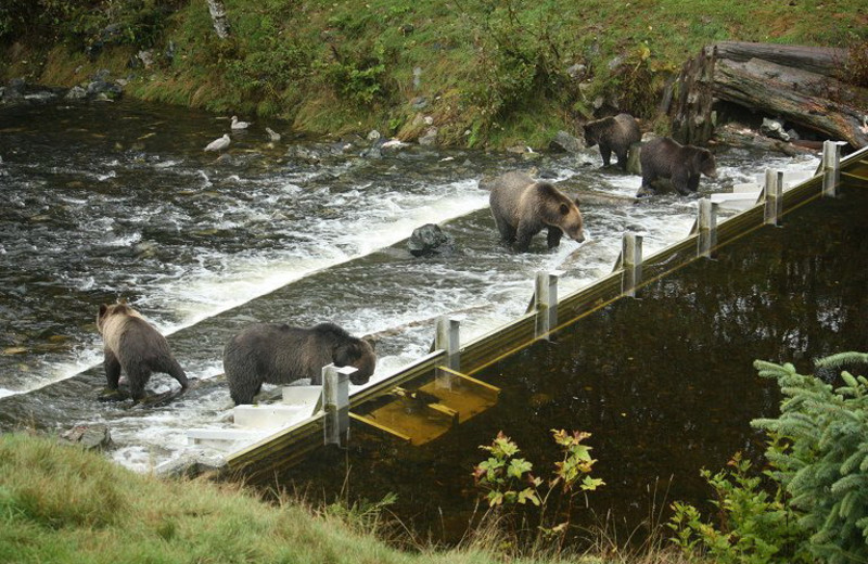 Bears at Grizzly Bear Lodge & Safari.