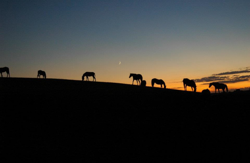 Horses at Guggisberg Swiss Inn/Amish Country Riding Stables.