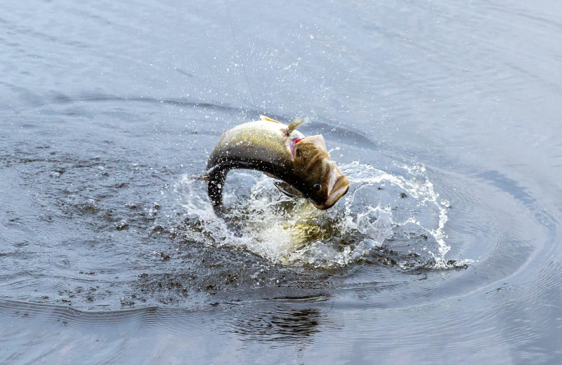 Fishing at Loughborough Inn. 