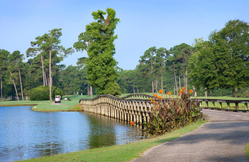 Golf at Sea Trail Golf Resort & Convention Center.
