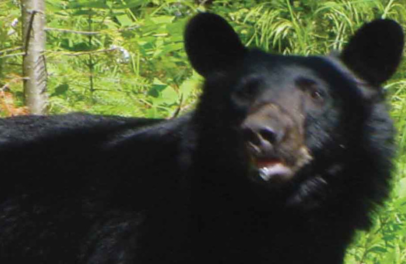 Bear hunting at Fishing Pipestone Point Resort.