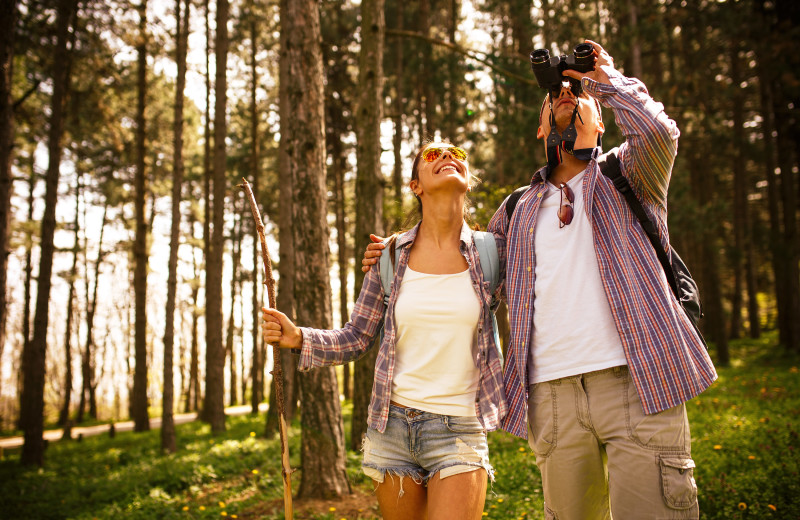 Bird watching near Majestic Lodging.