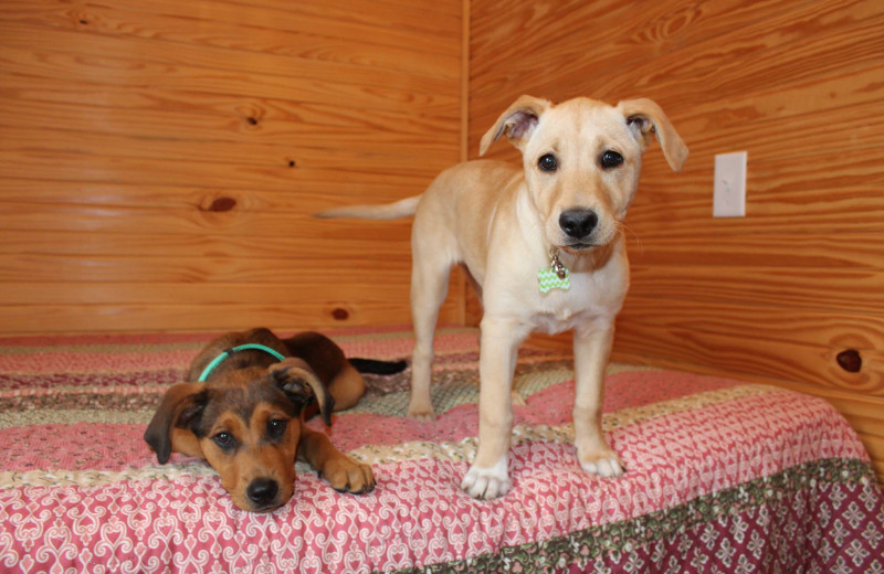 Pets welcome at Yogi Bear's Jellystone Park Quarryville.