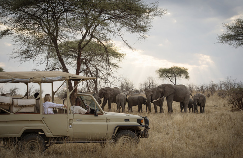 Elephant safari at Kigelia Lodge.