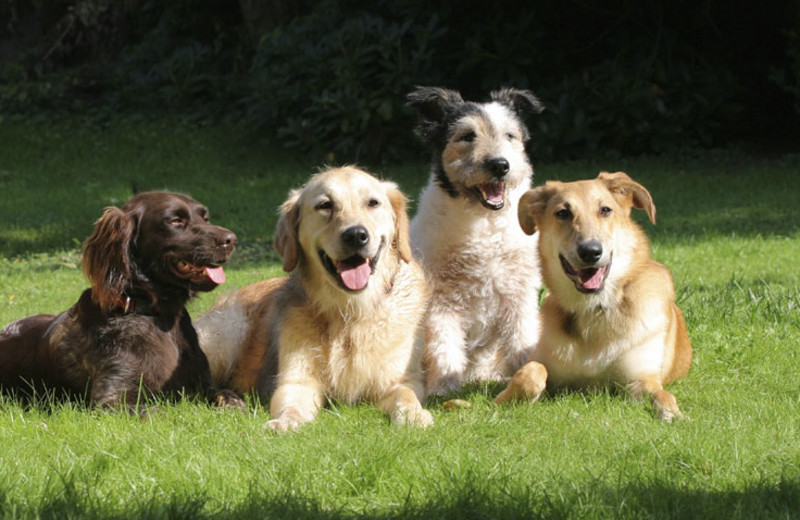 Pets welcome at The Lodge at Santa Fe.