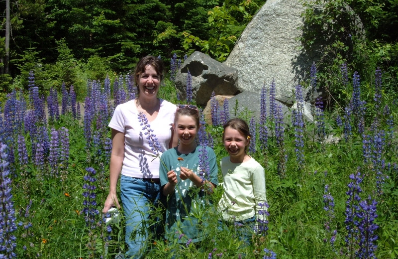 Lupine at Grant's Camps.