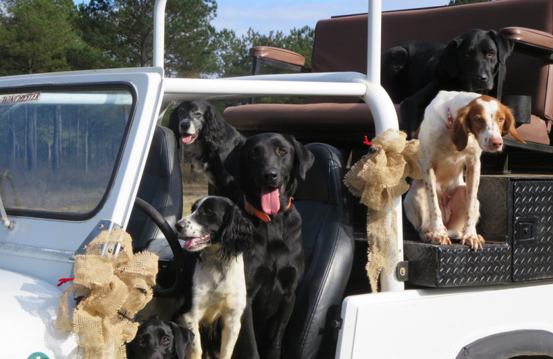 Hunting at Wynfield Plantation.